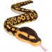 Λούτρινο φίδι Ball Python 20728